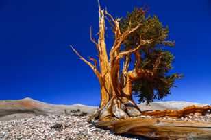 Bristlecone Pine, Patriarch Grove-3892